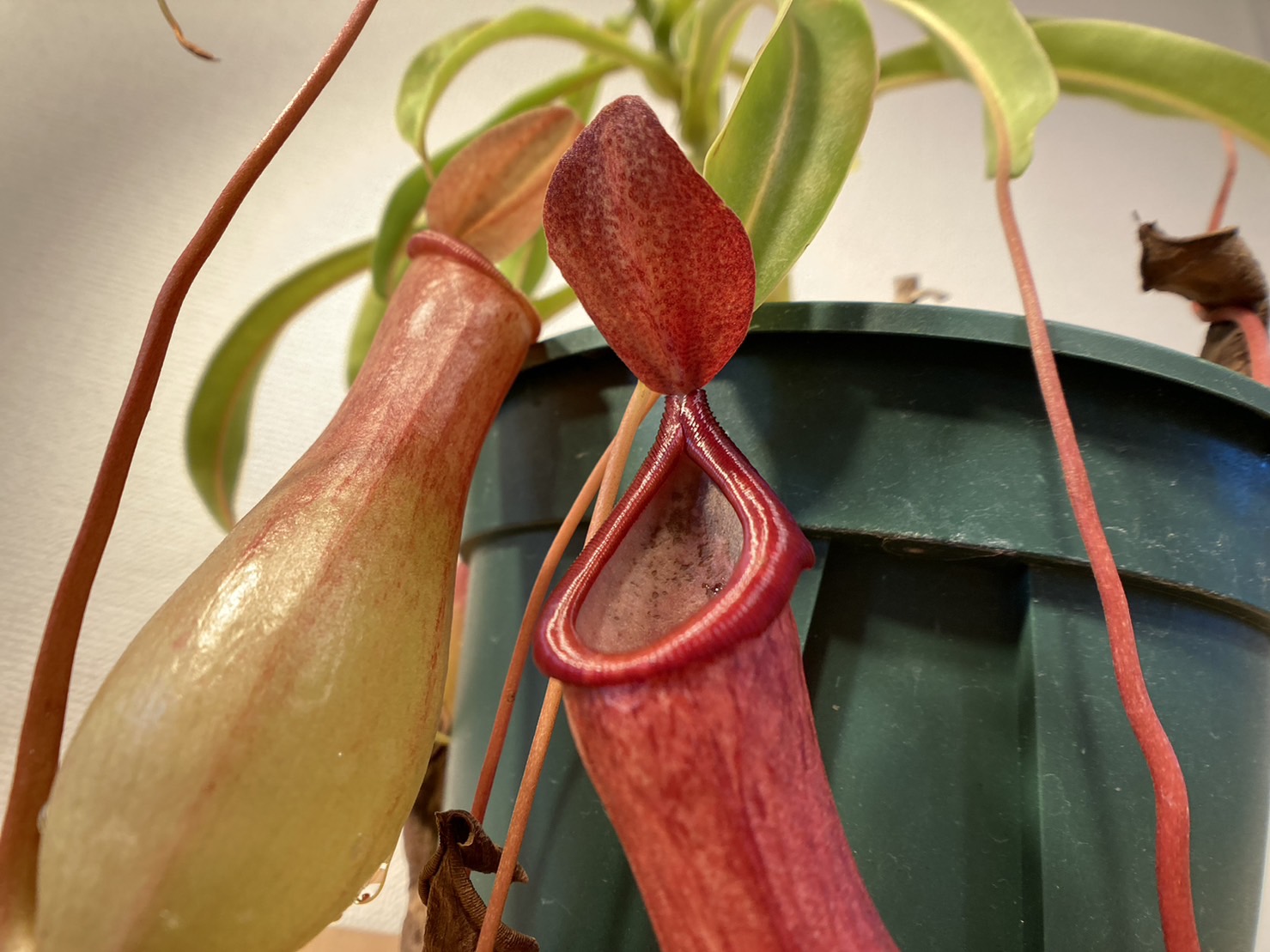 Vänt Ratta 【栽培記録】N.× ventrata(ベントラータ)|食虫植物のすゝめ