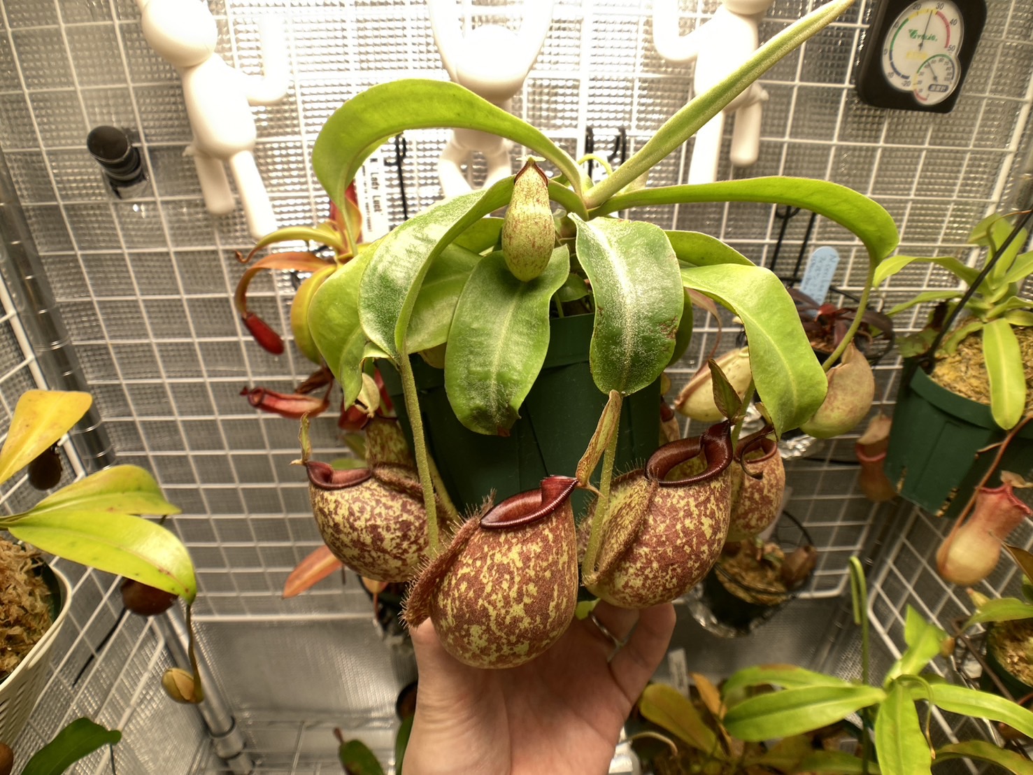【栽培記録】N.x hookeriana(フーケリアナ)|食虫植物のすゝめ